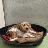 CHARLOTTE, chienne à adopter