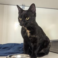 Caitlin, chatte à adopter