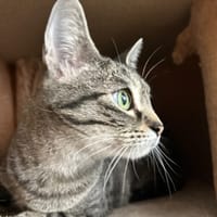 CHATZABEL, chatte à adopter