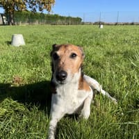 Milou, chien à adopter