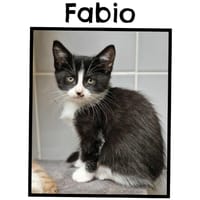 FABIO (Réservé), chat à adopter