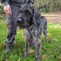 SPIROU, chien à adopter