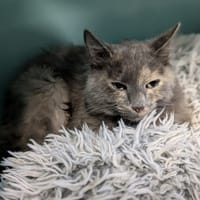 IDYLLE, chatte à adopter