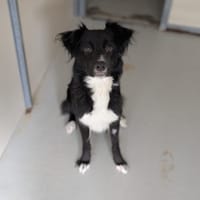 SUSHI, chienne à adopter