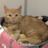 ANTOINE, chat à adopter