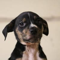 TOSHI HAA24603, chien à adopter