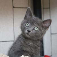 GRIGRI HAB17441, chat à adopter
