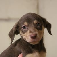 SWEET HAA24598, chienne à adopter