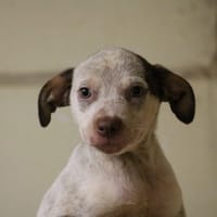 NIA HAA24594, chienne à adopter
