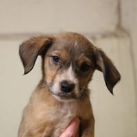 REBEL HAA24593, chien à adopter