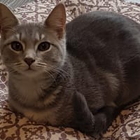 TARDIS, chatte à adopter