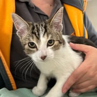 CHATPO, chat à adopter
