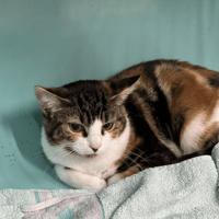 CLEO, chatte à adopter