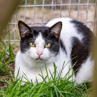 KIT KAT, chat à adopter