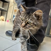 ATLAS, chat à adopter