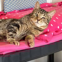PIRATE, chat à adopter