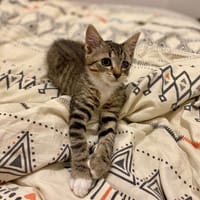 NIKE (DJOUBA), chatte à adopter