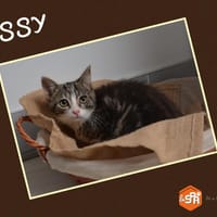 PUSSY, chatte à adopter