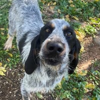 bumbo, chien à adopter