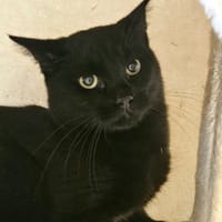 LU, chat à adopter