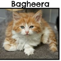 BAGHEERA( Reservée), chatte à adopter