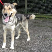 phebus, chien à adopter
