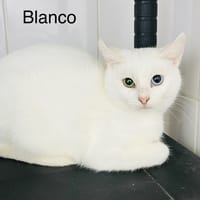 Blanco, chat à adopter