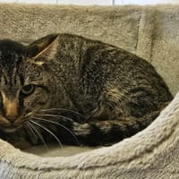 GROU, chat à adopter