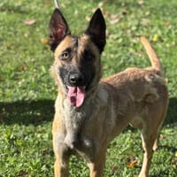 Sandy CAA14281, chienne à adopter