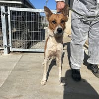Teddy, chien à adopter