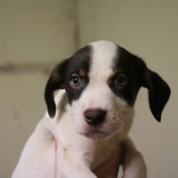 THALIE HAA24597, chienne à adopter