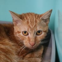 MARA HAB17436, chatte à adopter