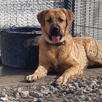 Alf, chien à adopter