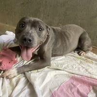 NIKKY, chien à adopter