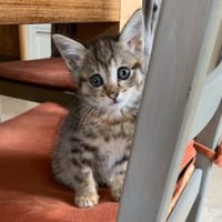ALMA, chatte à adopter