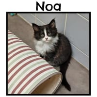 NOA(Reservé), chat à adopter