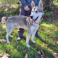 barlou, chien à adopter
