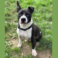 Capone HAA24204, chien à adopter