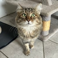 Valerianne, chatte à adopter