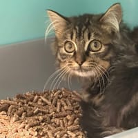 STITCH, chat à adopter