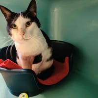 CHATTERTON QCT, chat à adopter
