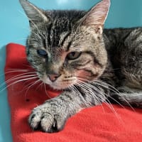 HAPPY, chat à adopter