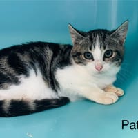 PATI, chat à adopter