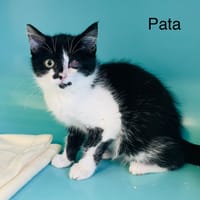 PATA, chat à adopter