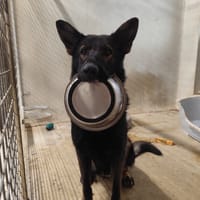 CHROME VAA, chien à adopter