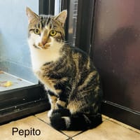Pepito, chat à adopter