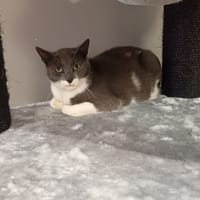 Novembre, chatte à adopter