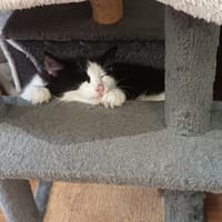 Septembre, chatte à adopter