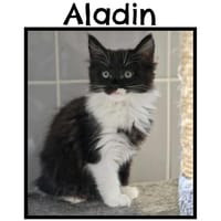 ALADIN (Réservé), chat à adopter