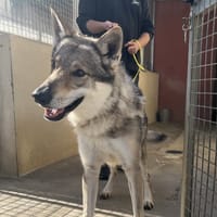Reaper, chien à adopter